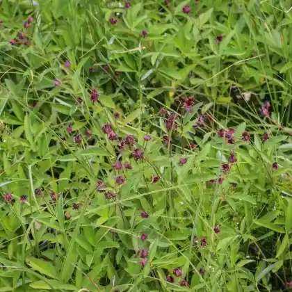 Foto von Sumpfblutauge (Potentilla palustris)