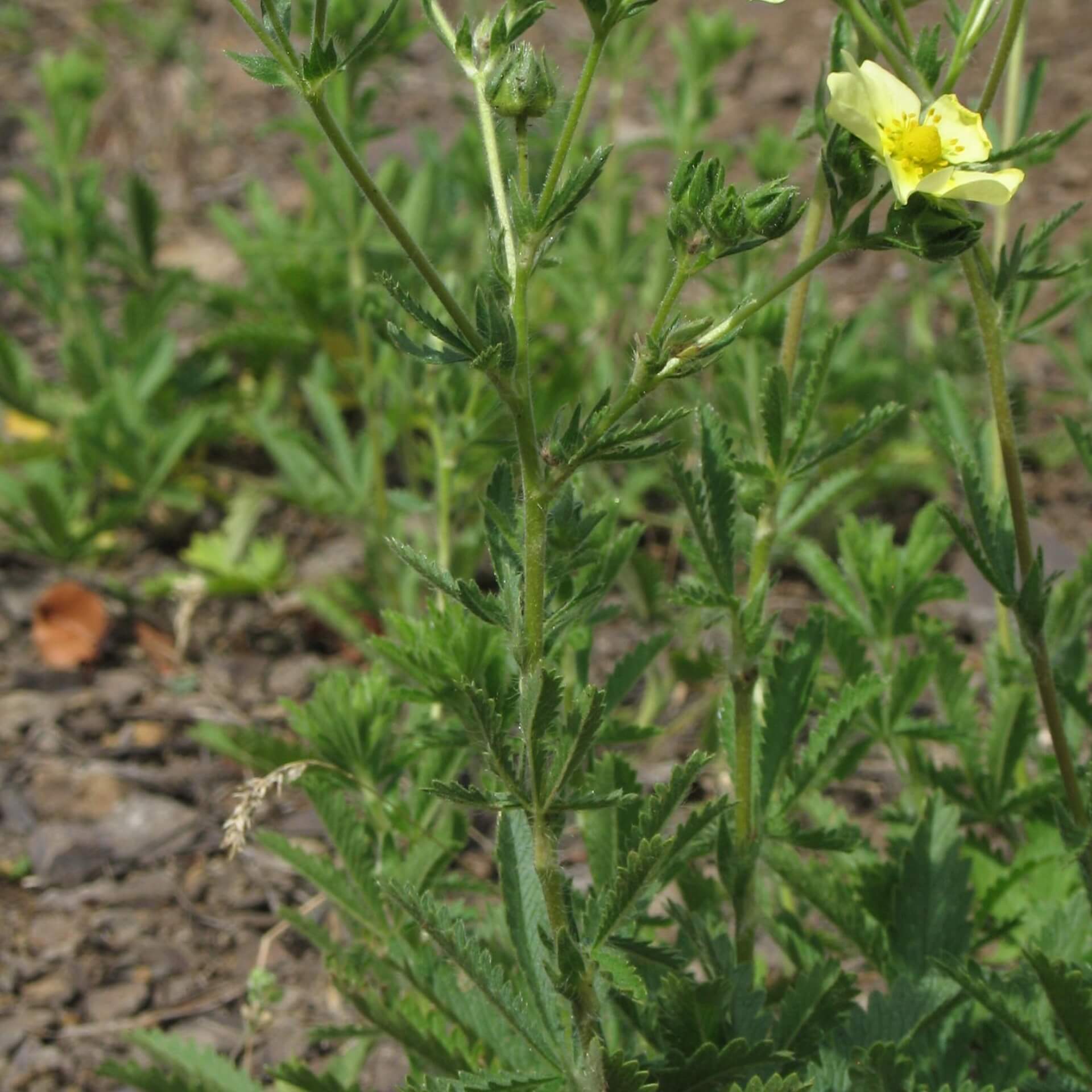 Aufrechtes Fingerkraut (Potentilla recta)