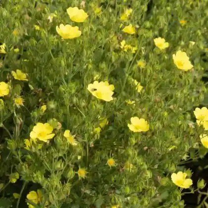 Foto von Aufrechtes Fingerkraut 'Warrenii' (Potentilla recta 'Warrenii')