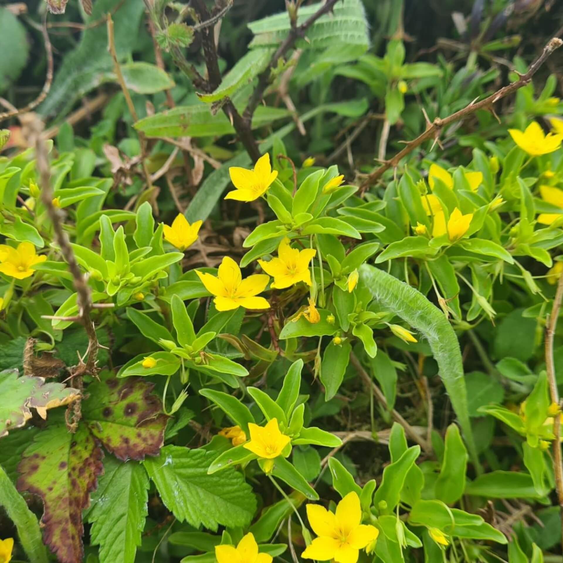 Kriechendes Fingerkraut (Potentilla reptans)