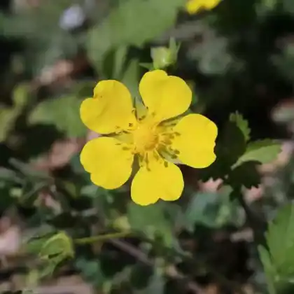 Foto von Kriechendes Fingerkraut (Potentilla reptans)