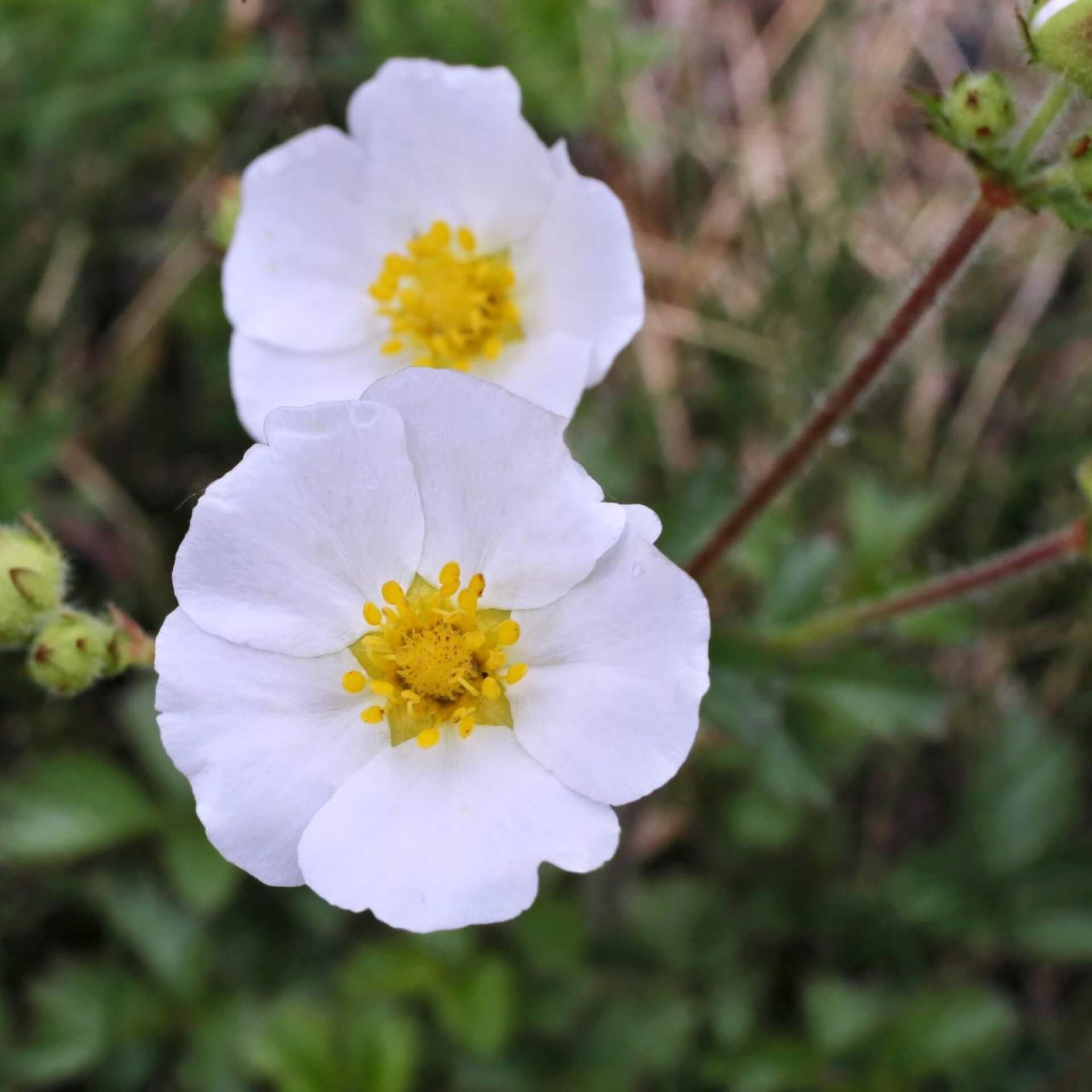 Felsen-Fingerkraut (Potentilla rupestris)