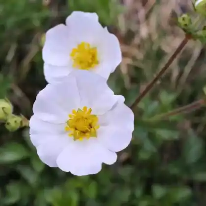 Foto von Felsen-Fingerkraut (Potentilla rupestris)