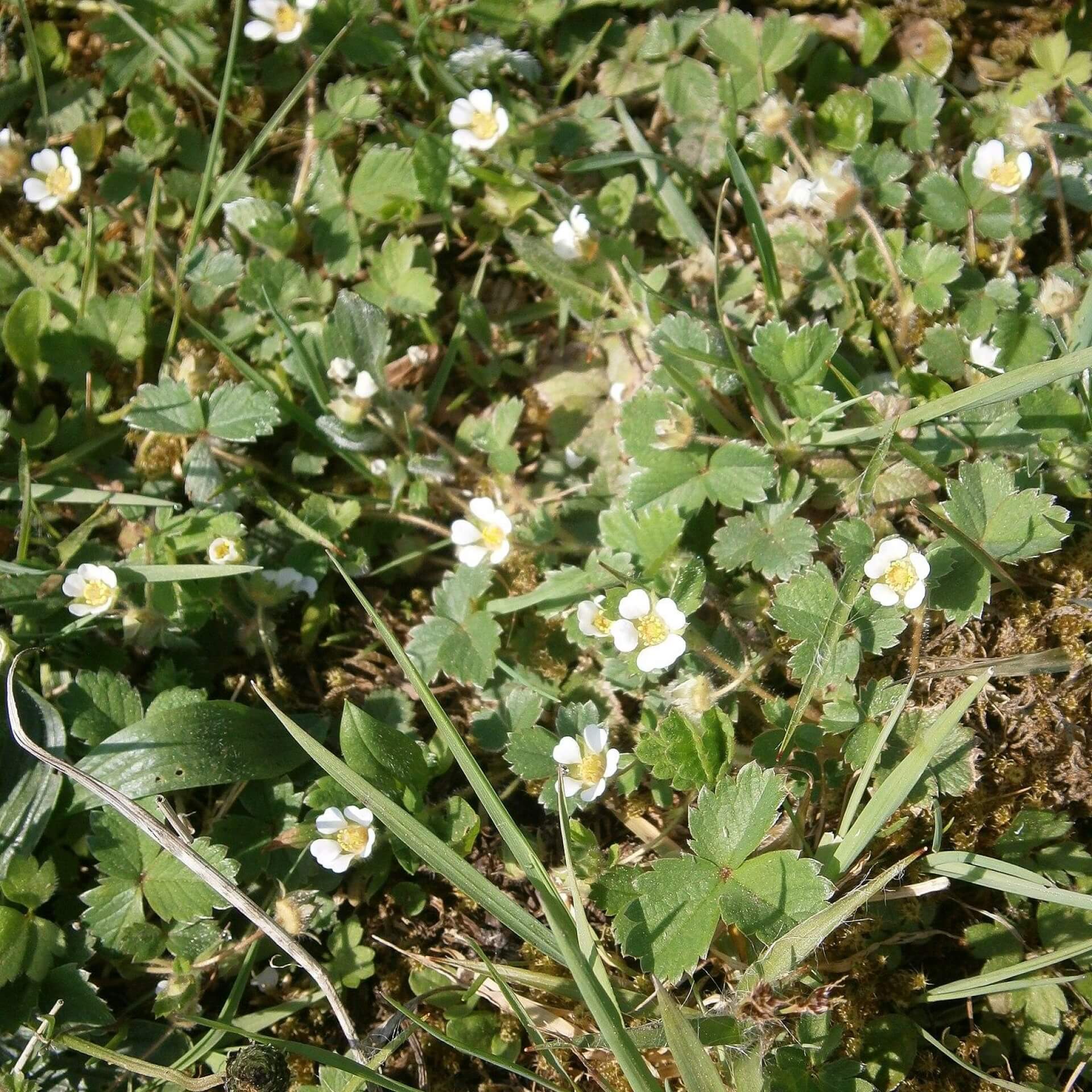 Erdbeer-Fingerkraut (Potentilla sterilis)