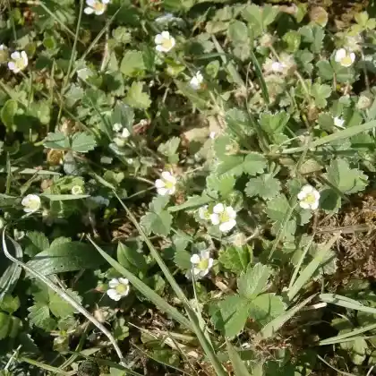 Foto von Erdbeer-Fingerkraut (Potentilla sterilis)