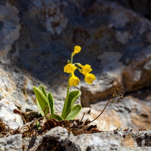 Primula auricula