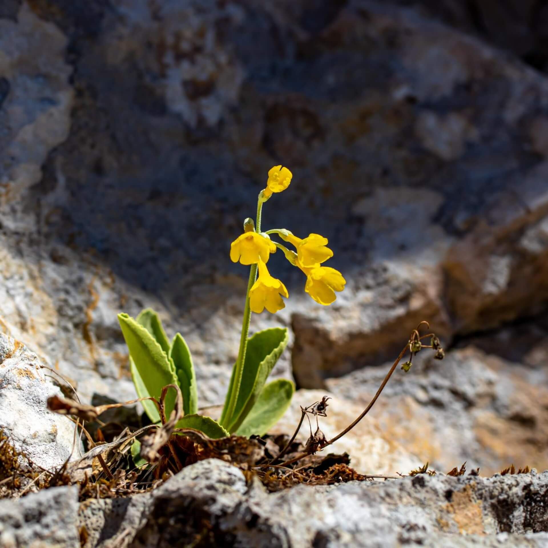 Alpen-Aurikel (Primula auricula)