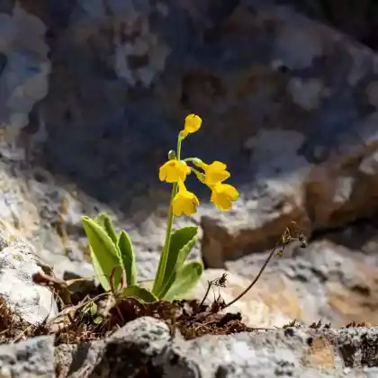 Foto von Alpen-Aurikel (Primula auricula)
