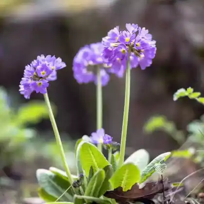 Foto von Kugel-Primel (Primula denticulata)