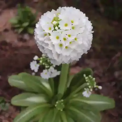 Foto von Kugel-Primel 'Alba' (Primula denticulata 'Alba')