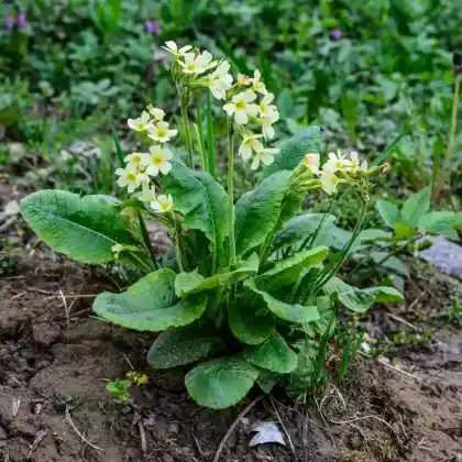 Foto von Hohe Schlüsselblume (Primula elatior)