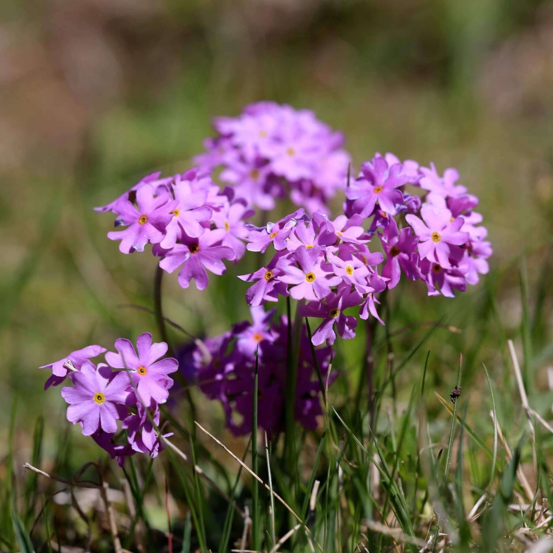 Mehlprimel (Primula farinosa)