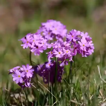Foto von Mehlprimel (Primula farinosa)