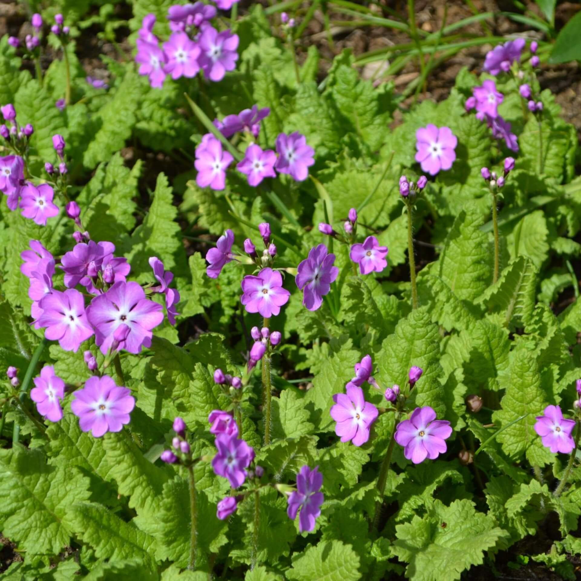 Japan-Primel (Primula japonica)