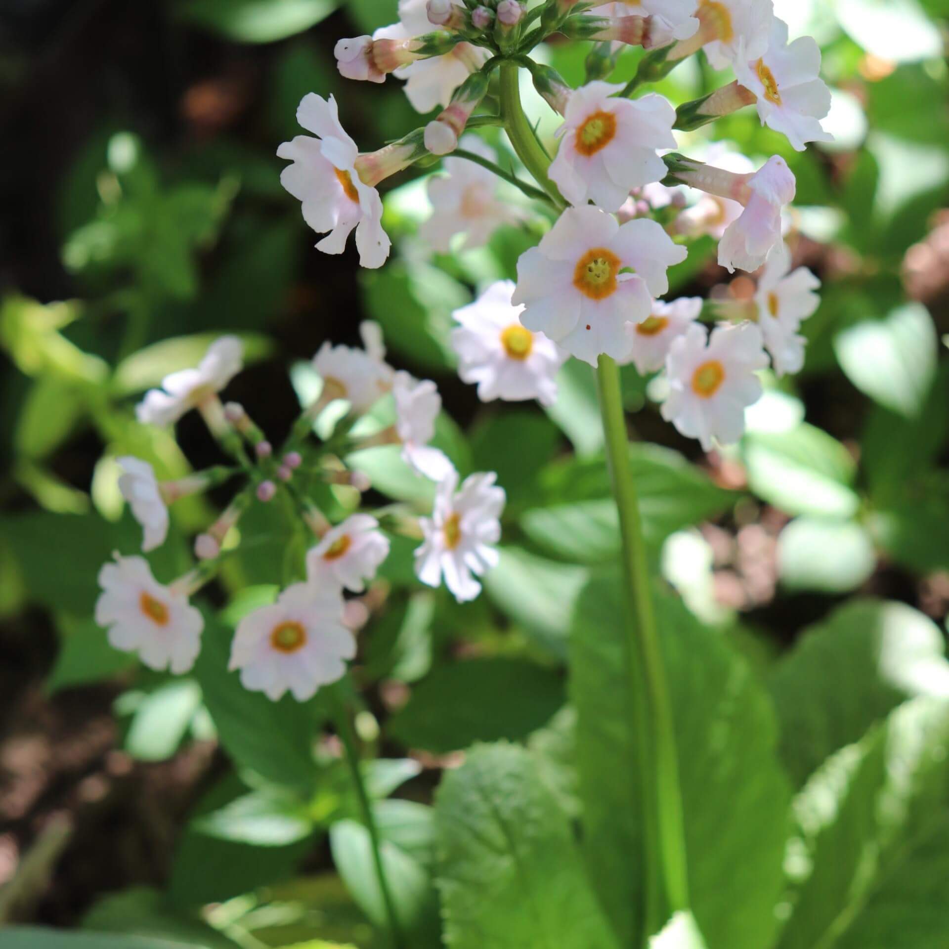 Japan-Primel 'Alba' (Primula japonica 'Alba')