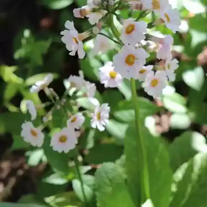 Foto von Japan-Primel 'Alba' (Primula japonica 'Alba')