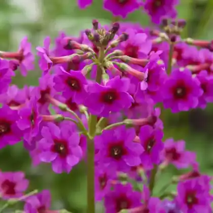 Foto von Japan-Primel 'Carminea' (Primula japonica 'Carminea')