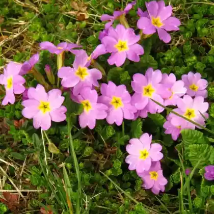Foto von Rosen-Primel (Primula rosea)