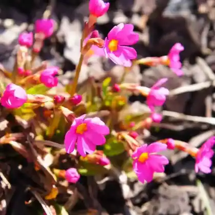 Foto von Rosen-Primel 'Gigas' (Primula rosea 'Gigas')
