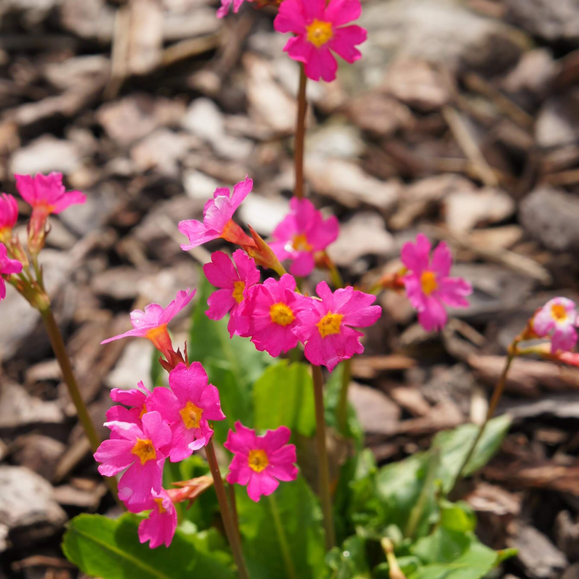 Rosen-Primel 'Grandiflora' (Primula rosea 'Grandiflora')