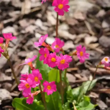 Foto von Rosen-Primel 'Grandiflora' (Primula rosea 'Grandiflora')