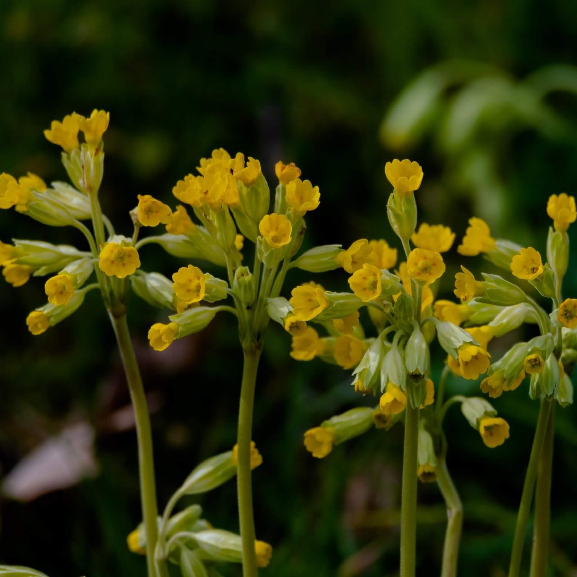 Wiesen-Schlüsselblume (Primula veris)