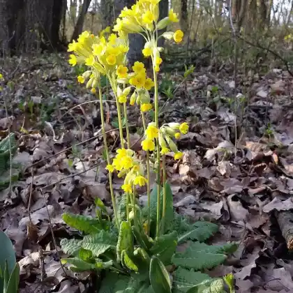 Foto von Wiesen-Primel (Primula veris subsp. veris)
