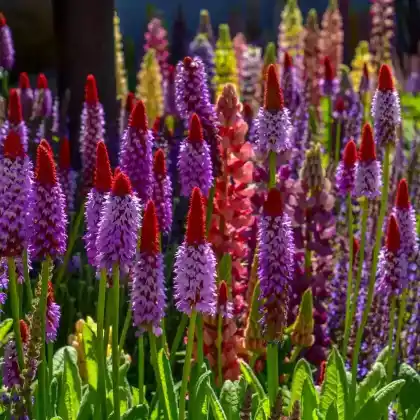 Foto von Orchideen-Primel (Primula vialii)