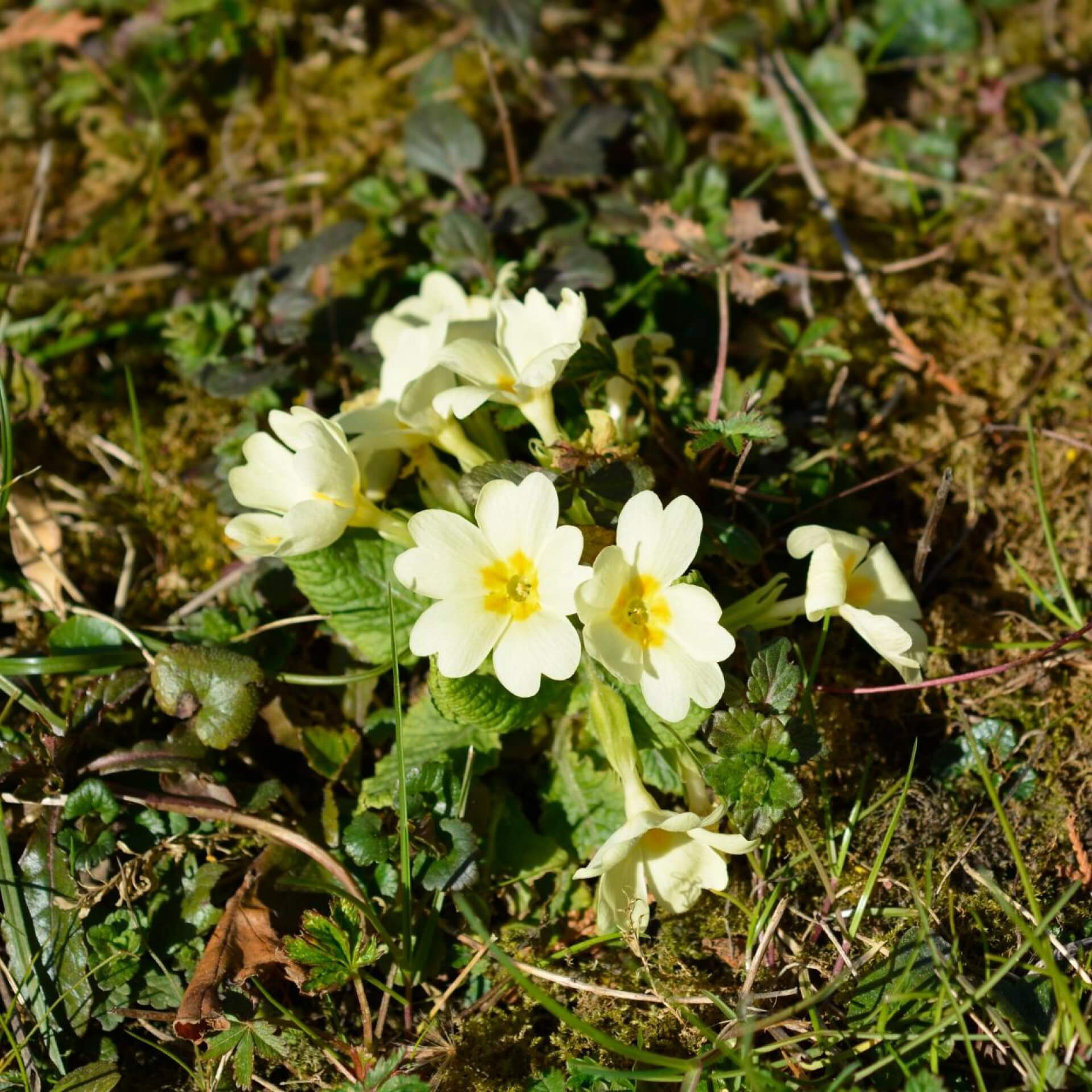 Stängellose Schlüsselblume (Primula vulgaris)