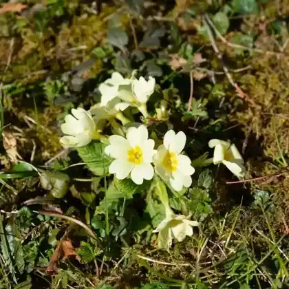 Foto von Stängellose Schlüsselblume (Primula vulgaris)
