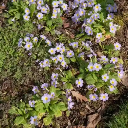 Foto von Karnevalsprimel (Primula vulgaris ssp.sibthorpii)
