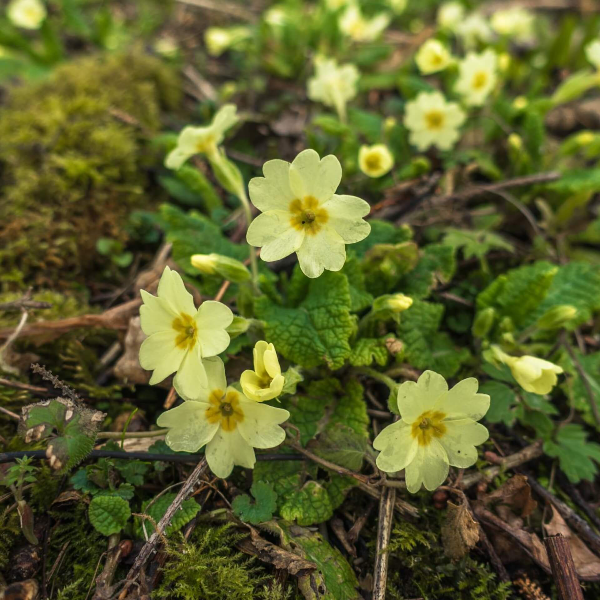 Schaftlose Primel (Primula vulgaris subsp. vulgaris)