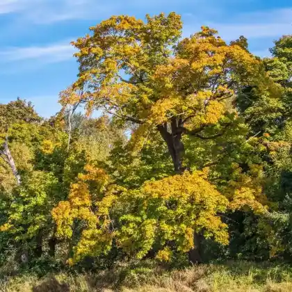 Foto von Oregon-Ahorn (Acer macrophyllum)