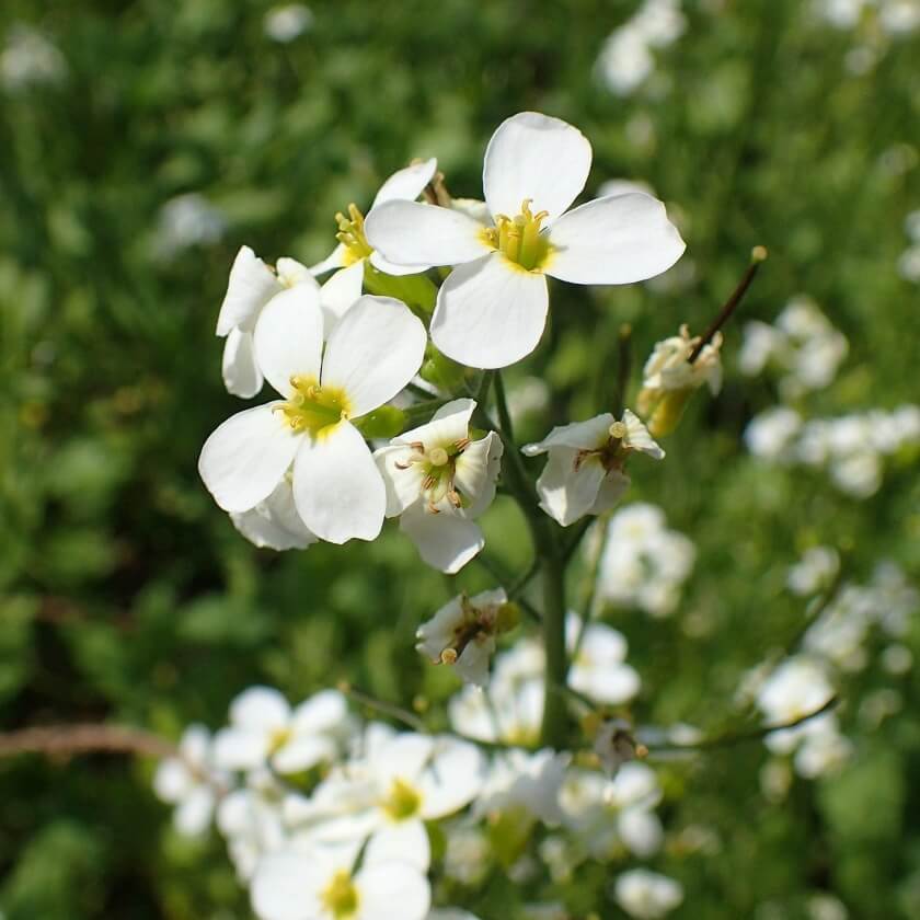 AlpenGänsekresse / Arabis alpina