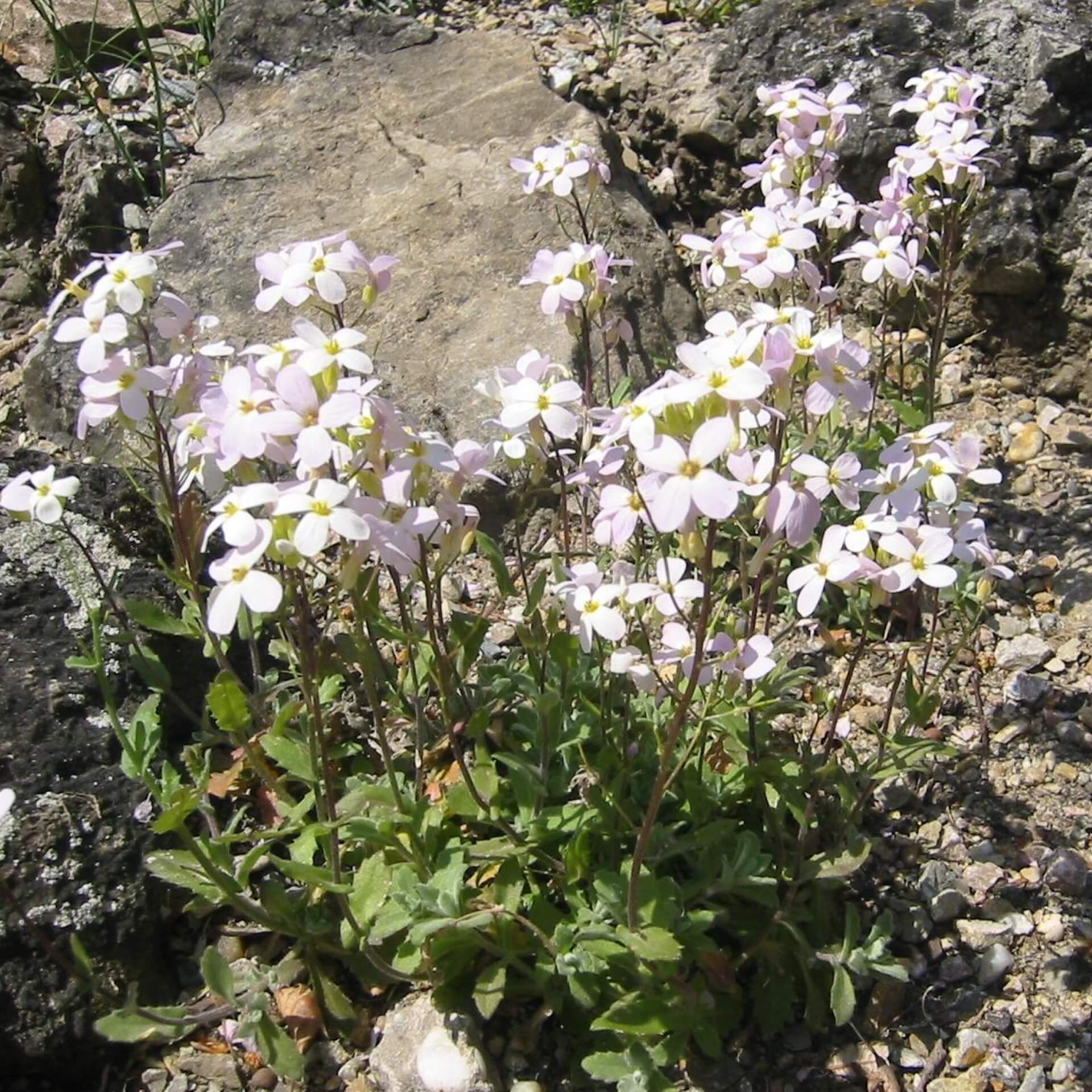 Alpen-Gänsekresse (Arabis alpina)