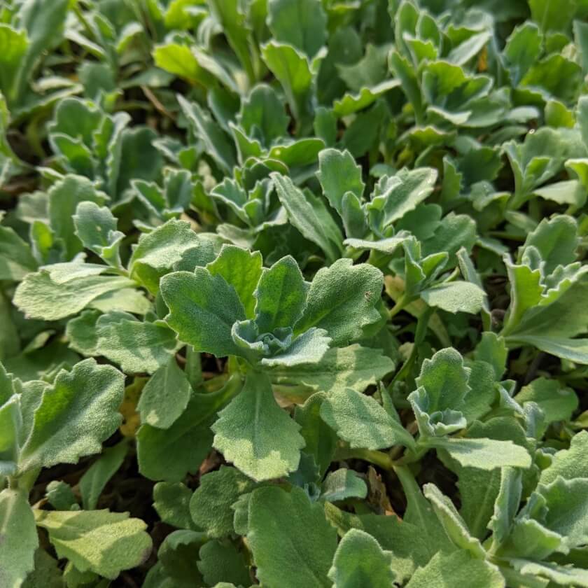 Kaukasische Gänsekresse 'Plena' / Arabis caucasica 'Plena'