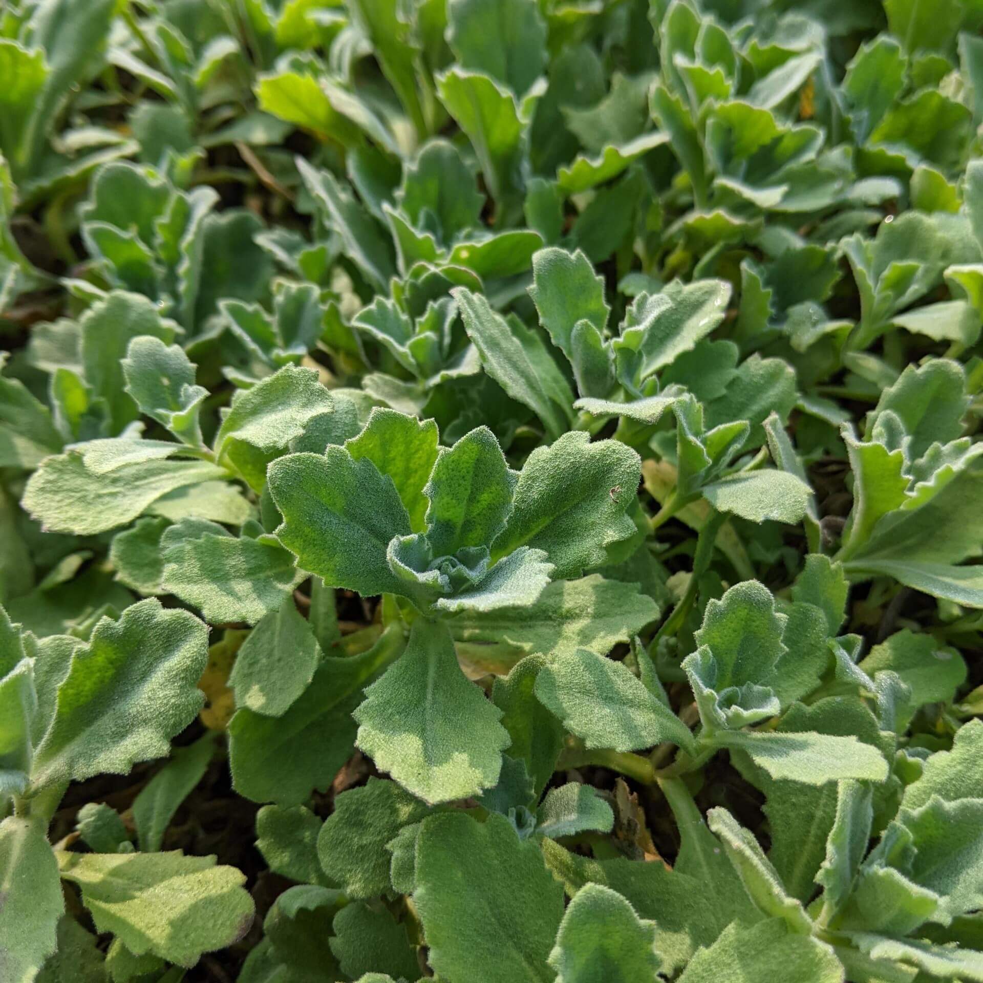 Kaukasische Gänsekresse 'Plena' (Arabis caucasica 'Plena')