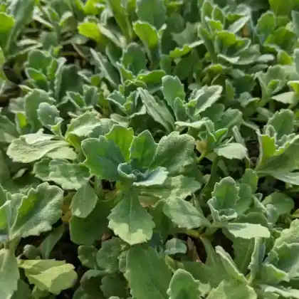 Foto von Kaukasische Gänsekresse 'Plena' (Arabis caucasica 'Plena')
