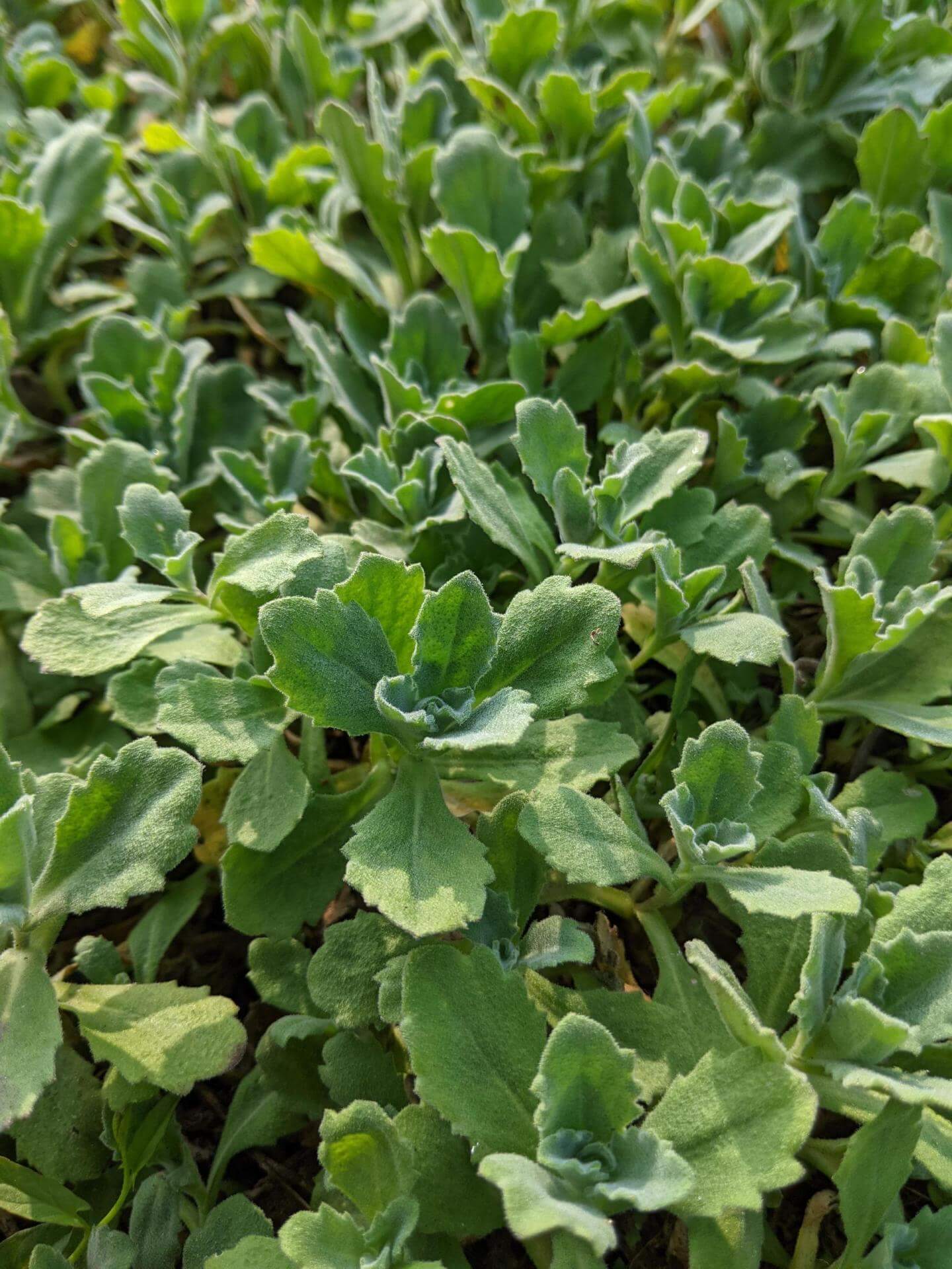Kaukasische Gänsekresse 'Plena' / Arabis caucasica 'Plena'