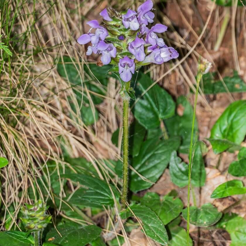 Großblütige Braunelle / Prunella grandiflora
