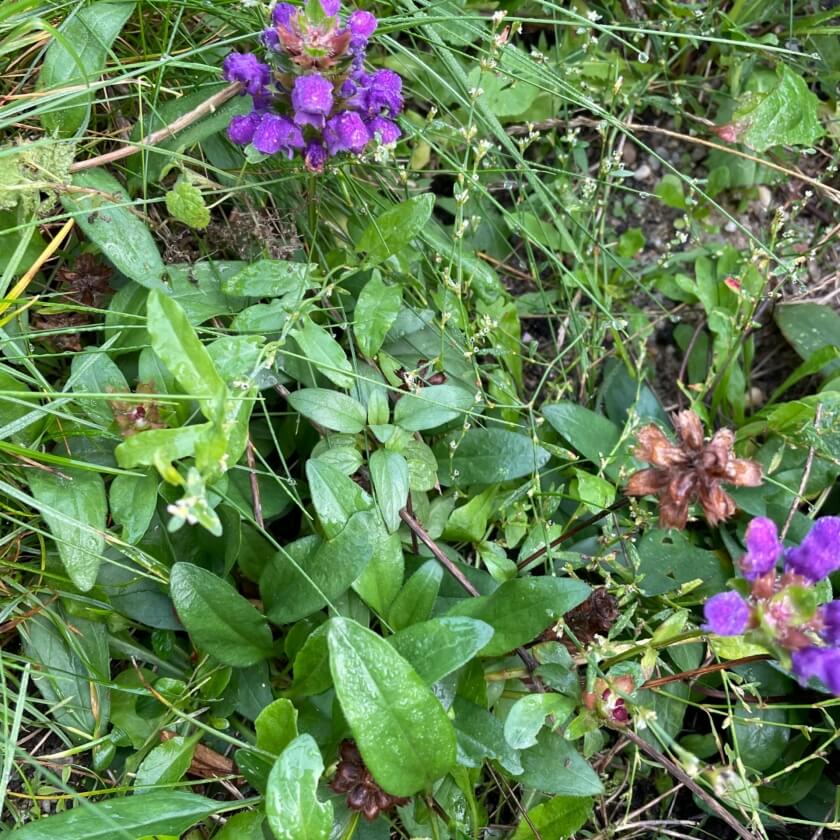 Großblütige Braunelle / Prunella grandiflora