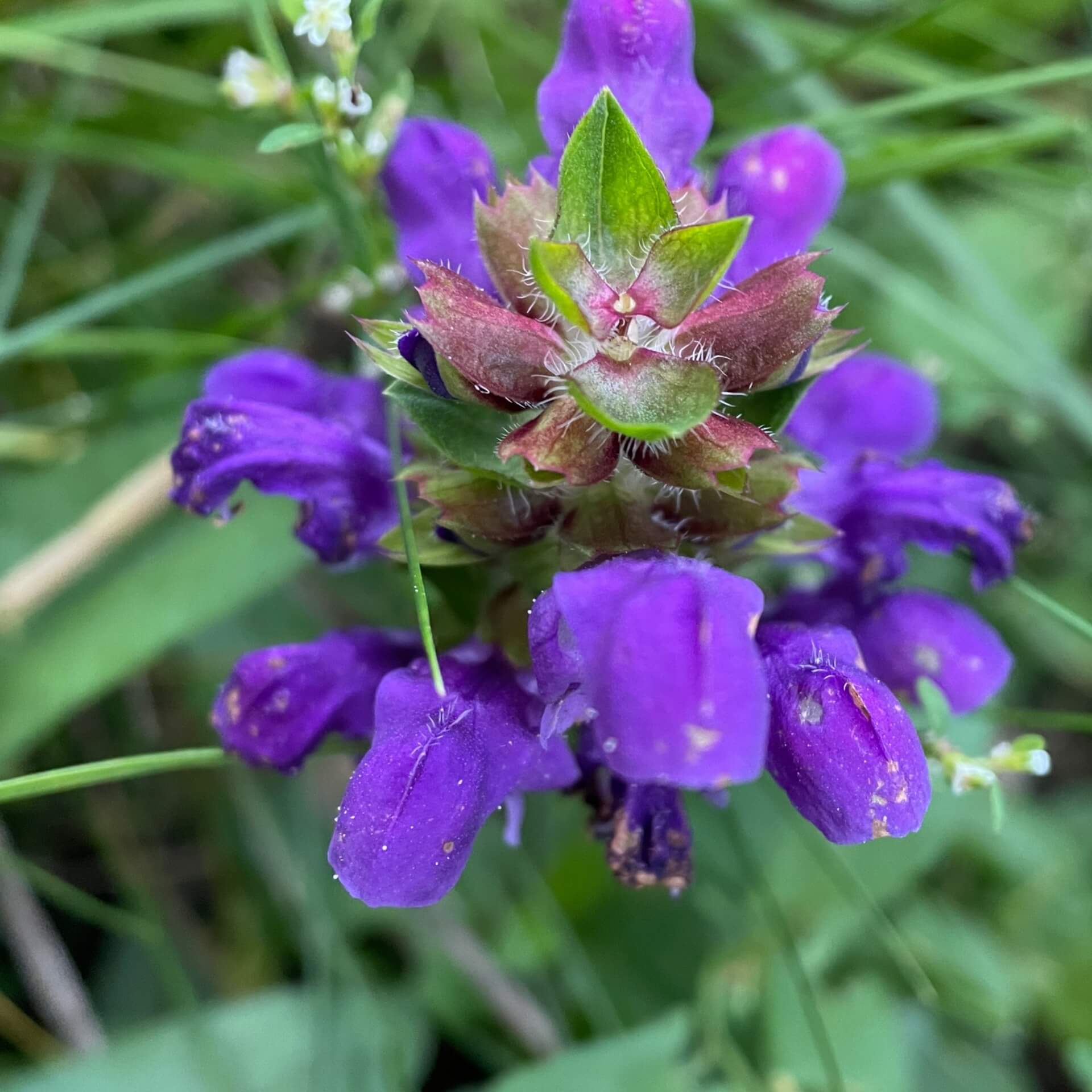 Großblütige Braunelle (Prunella grandiflora)