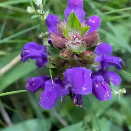 Foto von Großblütige Braunelle (Prunella grandiflora)