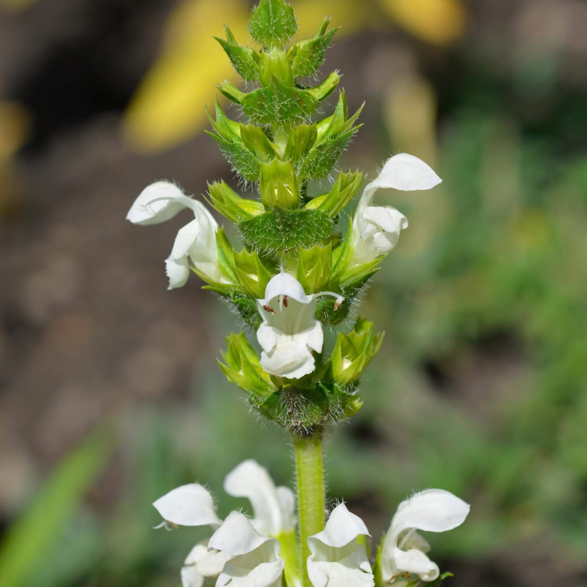 Großblütige Braunelle 'Alba' (Prunella grandiflora 'Alba')