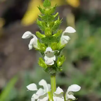 Foto von Großblütige Braunelle 'Alba' (Prunella grandiflora 'Alba')