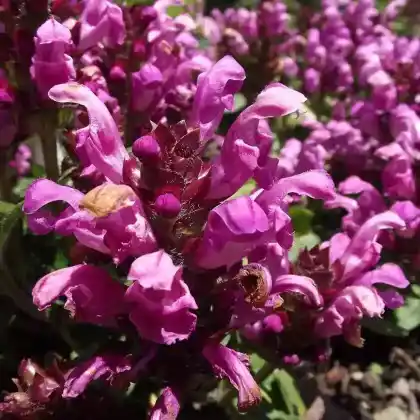 Foto von Großblütige Braunelle 'Loveliness Pink' (Prunella grandiflora 'Loveliness Pink')