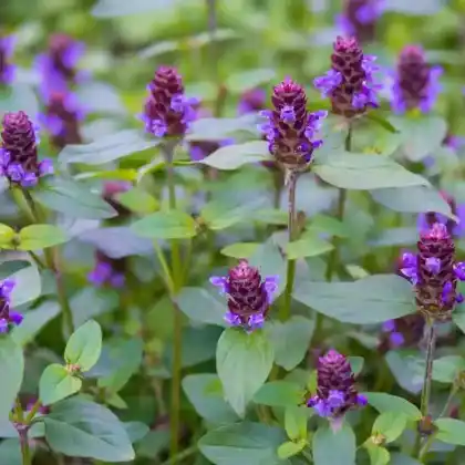 Foto von Kleine Braunelle (Prunella vulgaris)