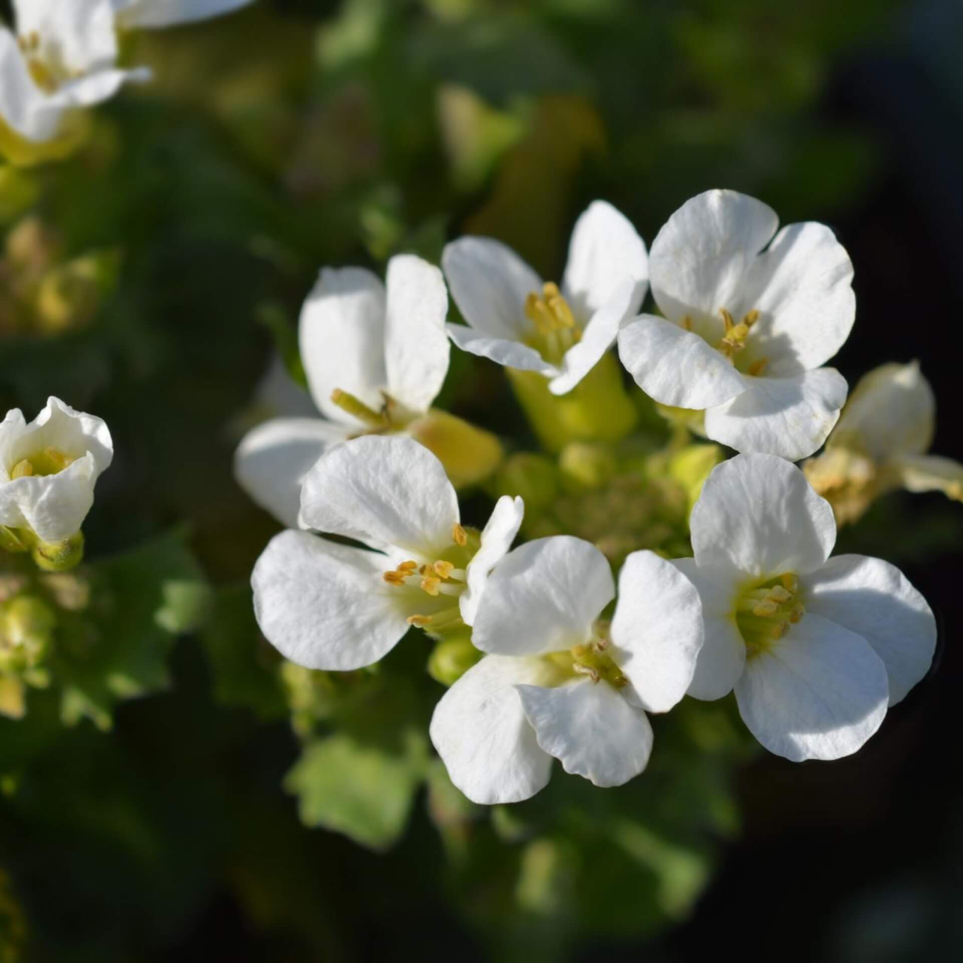 Kaukasische Gänsekresse 'Schneehaube' (Arabis caucasica 'Schneehaube')