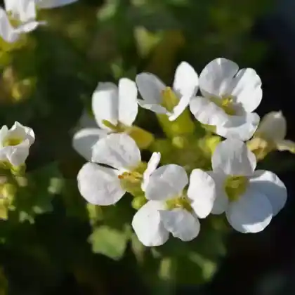 Foto von Kaukasische Gänsekresse 'Schneehaube' (Arabis caucasica 'Schneehaube')