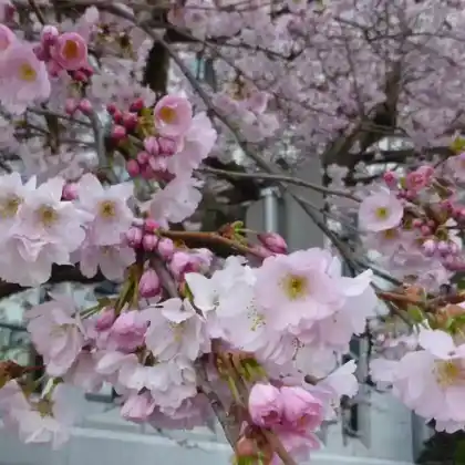 Foto von Zierkirsche 'Accolade' (Prunus subhirtella 'Accolade')